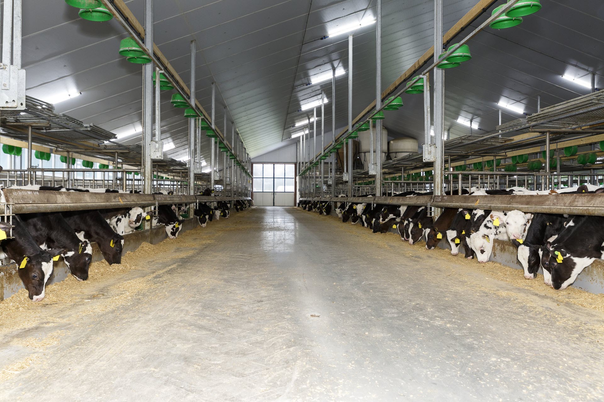 Koeien op stal