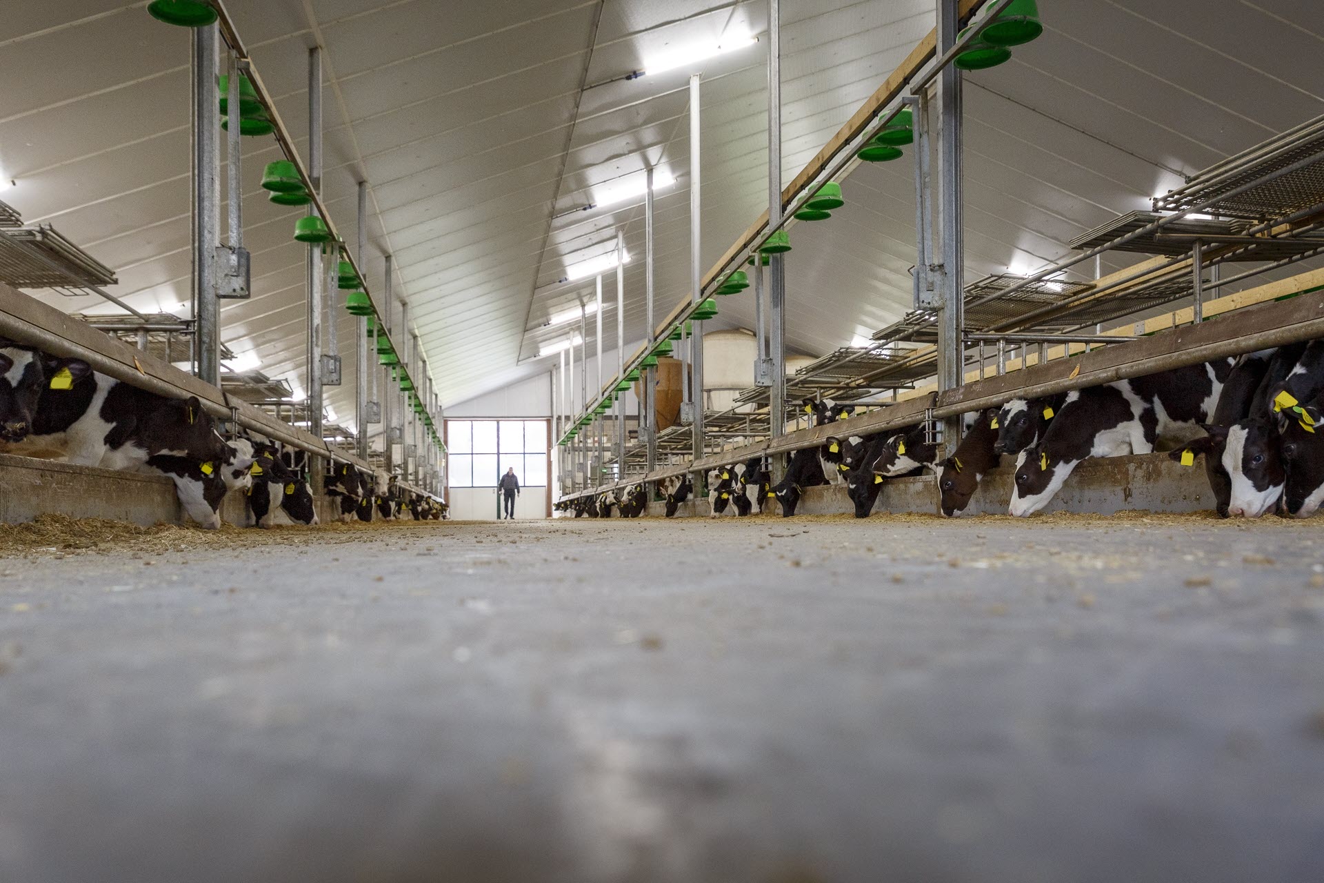 Koeien op stal