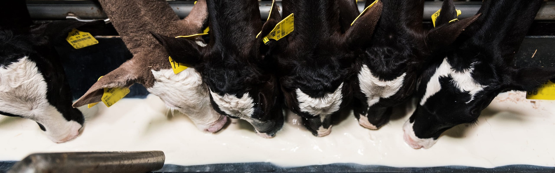 Nederland Kalverland van start: Van den Heuvel Kalverhouderij